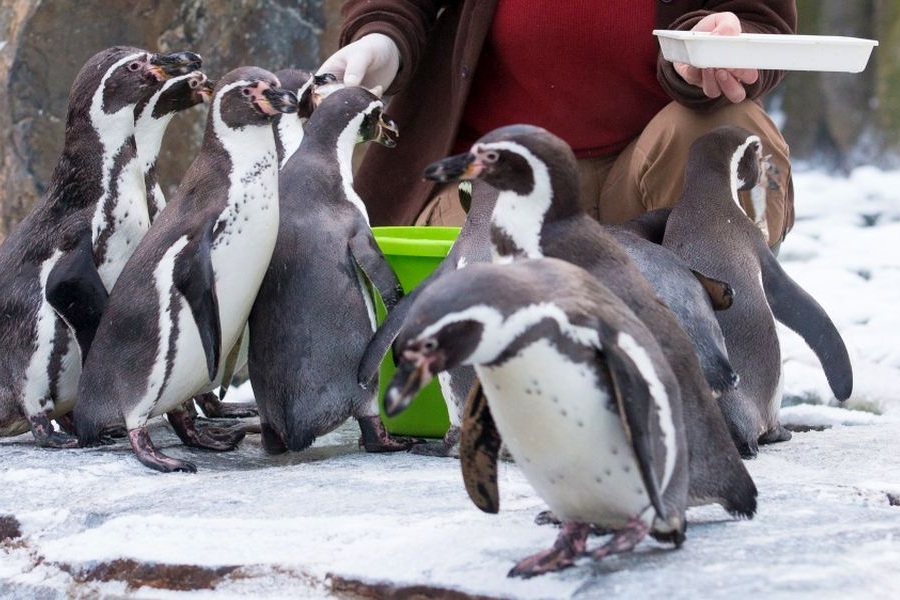 Christmas at Prague Zoo: Entry during the Holidays for Just 100 CZK