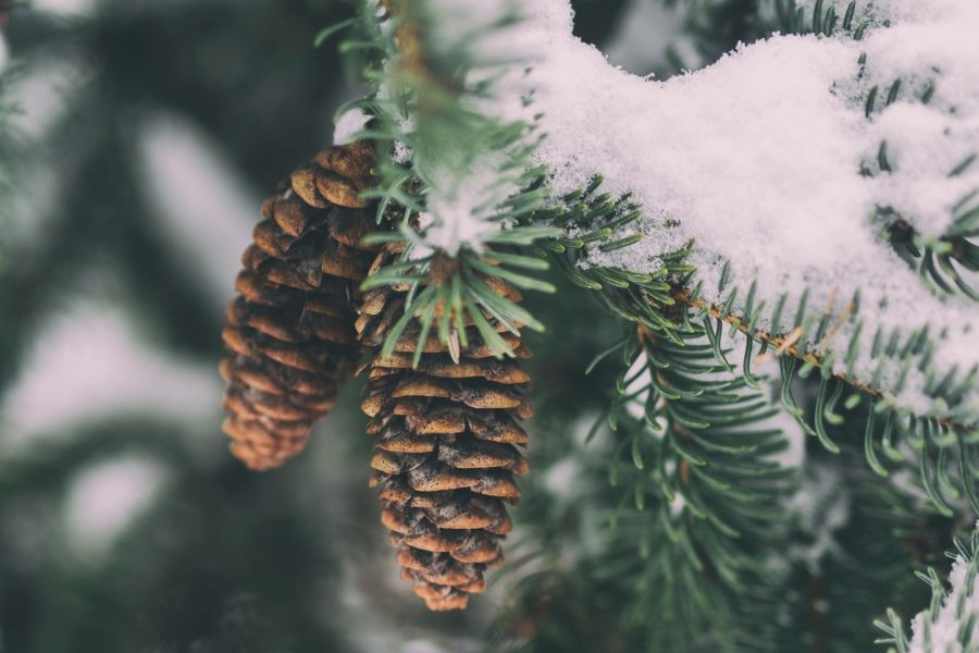 Snow for Christmas? The Chances of a White Christmas 2025 in the Czech Republic